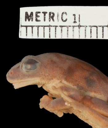 Media type: image;   Herpetology A-36001 Aspect: head lateral